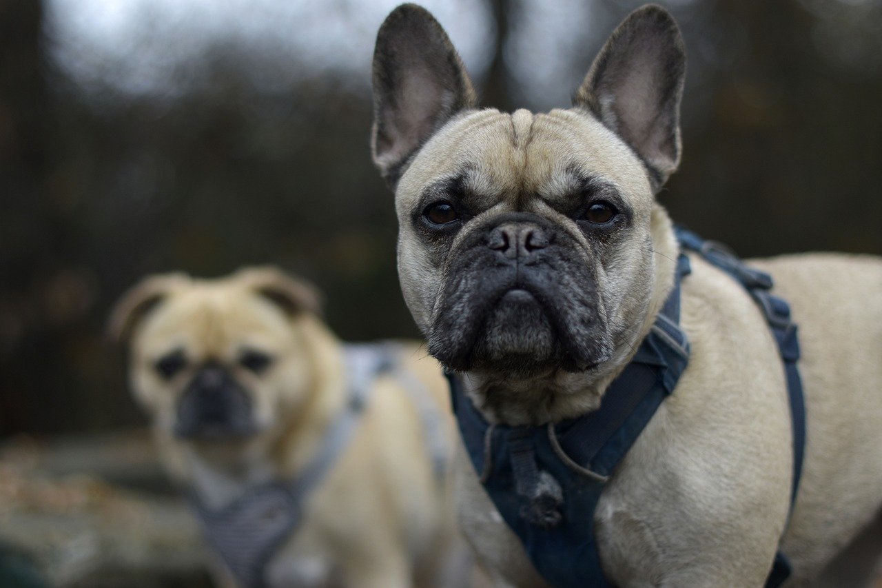 A Guide to Understanding the French Bulldog’s Personality